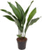 Aspidistra Elatior – ↨ 70cm – ⌀ 17cm