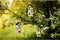 Baza Vogel- Buffet Chalet 3 Feeder FSC Hout Roodborstjes