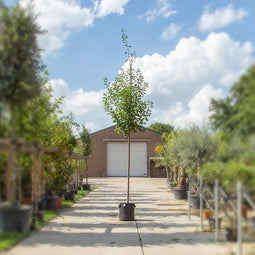Gele kornoelje solitair | Cornus mas 200-250 hoog| Bomenbezorgd.nl