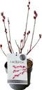 Plant in a Box - Salix Mount Aso - Gracilistyla - Struik - Potmaat 17 - Hoogte: 40-50 cm - Roze / Paars / Wit - Potplant / Borderplant
