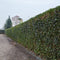 Hedera Hibernica - Klimop - Kant-en-Klaar Haag | 120cm - ↨180 cm