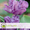 Plant in a Box - Tulipa Blue Parrot - Tulpenbollen x10 - Bloembollen voor Tuin, Terras of Balkon