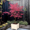 Plant in a Box - Acer palmatum 'Garnet', 'Emerald Lace' - Mix van 2 - Japanse Esdoorns Winterhard- Pot 19cm - Hoogte 60-70cm