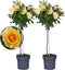 Plant in a Box - Rosa Palace 'Mysore’ - Set van 2 - Gele stamroos voor binnen,tuin,terras of balkon - Pot 19cm - Hoogte 80-100cm