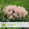 Plant in a Box - Astilbe - Mix van 6 - Pluimspirea - Wortelstokken - Robuuste bloeiende plant