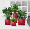LECHUZA CUBE PREMIUM 50 - Plantenbak - met uitneembare binnenbak - met bewateringssysteem - ALL-IN-ONE set met LECHUZA-PON - zilver metallic