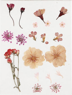 Creativ Company Gedroogde Bloemen, Lichtroze, 1 Doos