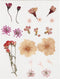 Creativ Company Gedroogde Bloemen, Lichtroze, 1 Doos