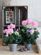 Mica Decorations Geranium Kunstplant in Bloempot Stan - H34 x Ø20 cm - Roze