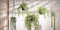 Mica Decorations Ficus - Kunst Hangplant in Pot - H46 x Ø20 cm - Groen