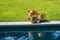 De Gehamerde Planter - Messing - L