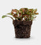 Fittonia | Terrariumplant | Ø6 - 15 cm
