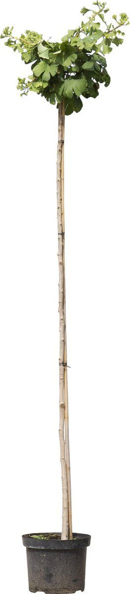 Japanse notenboom op stam 180 cm stamhoogte | Ginkgo biloba 'Mariken' 6-10 cm 180 cm| Bomenbezorgd.nl