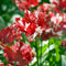 Plant in a Box - Tulipa Estella Rijnveld - 14x Tulpenbollen - Winterharde Bloembollen voor Tuin, Terras of Balkon