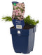 Griffioen - Phlox (S) 'Rosette'