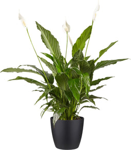 Lepelplant Spathiphyllum Vivaldi Elho Brussels Round Black - BestPlants - Groene Plant- Hoogte 70 cm
