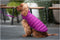 Hondenjas Red Dingo Puffer 50 cm Roze/Paars
