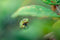 Customize it - Tuinschilderij kikker groen 70x50cm