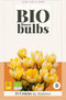 JUB - Crocus sp. romance bio