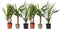 Plant in a Box - Mix van 6 Palmen - Kamerplanten - Phoenix - Yucca Washingtonia - Pot 14cm - Hoogte 50-70cm