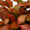 Fittonia | Terrariumplant | Ø6 - 15 cm
