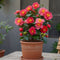 Plant in a Box - Camellia Japonica - Set van 2 - Winterhard - Japanse Roos - Tuinplant - Pot 19cm - Hoogte 60-70cm