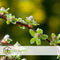 Plant in a Box - Salix Arbuscula - Zwitserse dwergwilg op stam - set van 2 - Boompjes - Potmaat 19 cm - Hoogte 80-90 cm - Frisgroen