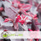 Plant in a Box - Loropetalum Ever Red - Set van 2 - Franjeboom - Sierheester - Tuinplant - Winterhard - Pot 13cm - Hoogte 25-35cm