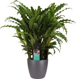 Calathea Bluegrass met Elho brussels antracite ↨ 60cm - hoge kwaliteit planten