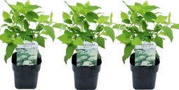 Plant in a Box - Hydrangea arborescens Annabelle - Set van 3 - Populaire tuinplant - Pot 17cm - Hoogte 30-40cm