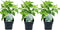 Plant in a Box - Hydrangea arborescens Annabelle - Set van 3 - Populaire tuinplant - Pot 17cm - Hoogte 30-40cm