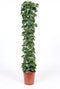 Cissus rotundifolia ↨ 160cm - hoge kwaliteit planten
