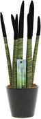 Plant in a Box - Sansevieria Cylindrica - Velvet Touchz - Vrouwentong - Inclusief Zwarte Decoratieve Pot - Hoogte 20-40cm - Pot 9cm