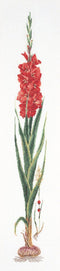 Thea Gouverneur - Borduurpakket met telpatroon - 3073A - Voorgesorteerde DMC Garens - Rode Gladiolen - Aida - 20 cm x 88 cm - DIY Kit