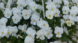 Warentuin natuurlijk - Bosviolen wit