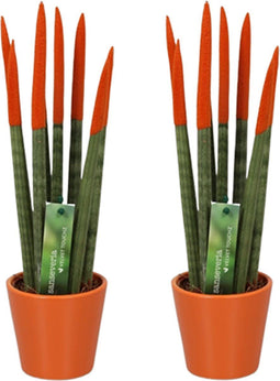 Plant in a Box - Sansevieria Cylindrica - Velvet Touch - Set van 2 - Kamerplant - Gemakkelijk te Verzorgen - Pot 9cm - Hoogte 20-40cm