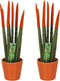 Plant in a Box - Sansevieria Cylindrica - Velvet Touch - Set van 2 - Kamerplant - Gemakkelijk te Verzorgen - Pot 9cm - Hoogte 20-40cm