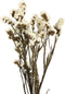 PTMD Gedroogde Bloem Vergeet Me Niet - 45 x 13 x 75 cm - Wit