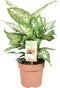 Goed & Groen - Combipakket - Sansevieria Laurentii en Zeylanica en Dieffenbachia Compacta en Camilla -↨ 60cm - Potmaat 17 - Kwaliteit Planten - Kamer Plant - Kamerplanten - Sfeer