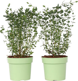 Plant in a Box - Eucalyptus parvifolia 'Oliva' - Set van 2 - Eucalyptusstruik - Tuinplant - Pot 19cm - Hoogte 40-50cm