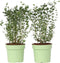 Plant in a Box - Eucalyptus parvifolia 'Oliva' - Set van 2 - Eucalyptusstruik - Tuinplant - Pot 19cm - Hoogte 40-50cm
