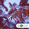 Rode Perzische slaapboom | Albizia julibrissin 'Summer Chocolate' 6-8 cm | Bomenbezorgd.nl