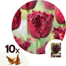 Plant in a Box - Tulipa Labrador - Bloembollen x10 - Tulp - Donkerpaars - Sierlijk gevormde bloemen