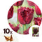 Plant in a Box - Tulipa Labrador - Bloembollen x10 - Tulp - Donkerpaars - Sierlijk gevormde bloemen