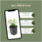 Plants by Frank | 24 Sint-Janskruid Planten | Hypericum calycinum | Winterharde bodembedekker planten | tuinplanten | Winterharde vaste planten meerjarig | Winterharde tuinplanten