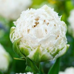 Plant in a Box - Tulipa Snow Crystal - Bloembollen x10 - Tulp - Wit - Vroegbloeier
