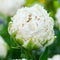 Plant in a Box - Tulipa Snow Crystal - Bloembollen x10 - Tulp - Wit - Vroegbloeier
