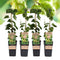 Plant in a Box - Humulus lupulus 'Nordbrau' - 4 Klimplanten - Hopplanten - Pot 15cm - Hoogte 50-60cm