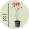 Plant in a Box - Japanse esdoorn - Acer palmatum 'Atropurpureum' - Hoogte 25-40cm - Potmaat 10,5cm - boom - rood