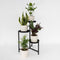 Plant in a Box - Oersterke Kamerplanten Mix - Set van 4 - Kamerplant - Easy care planten - Pot 12cm - Hoogte 25-40cm
